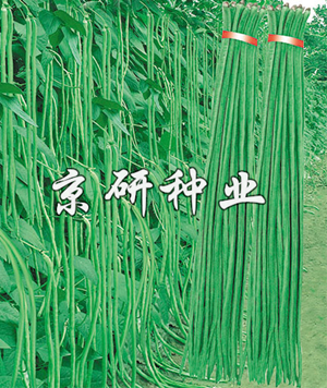 俊星長(cháng)翠