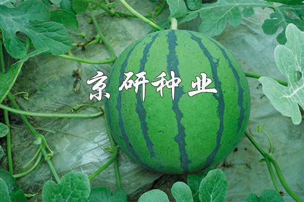 華美(měi)