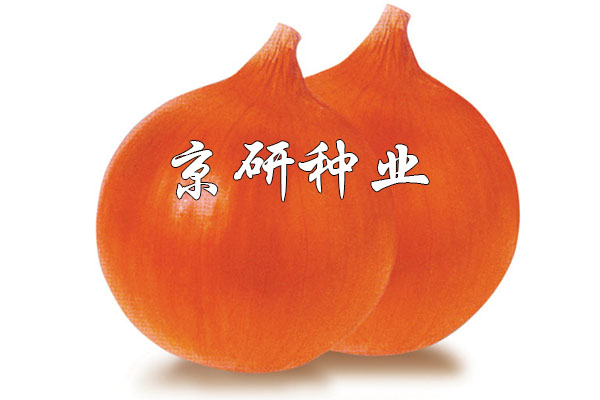 長(cháng)日(rì)金(jīn)球