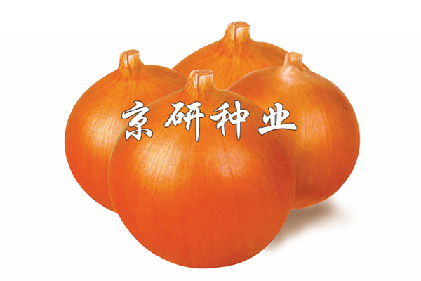 早豐泉黃(huáng)大玉蔥