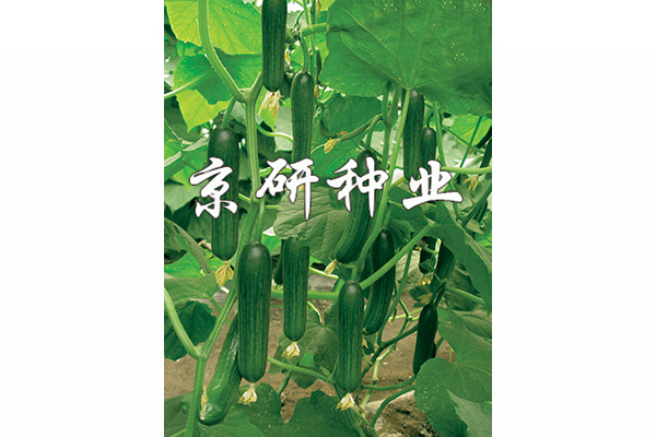 京研迷你(nǐ)2号