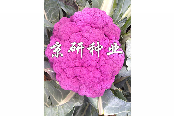 紫花(huā)1号